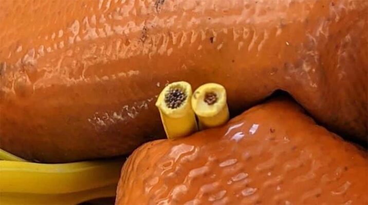 Câbles d'alimentation